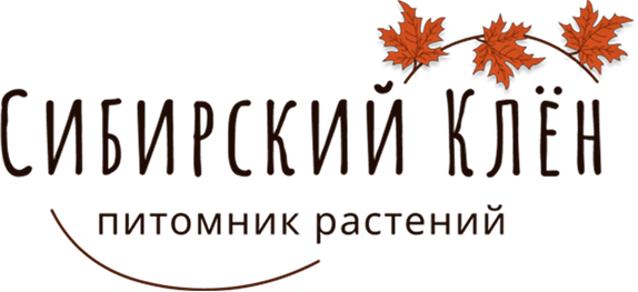 «Сибирский клён» / Питомник  декоративных кустарников и деревьев, плодово-ягодных растений в Новосибирске
